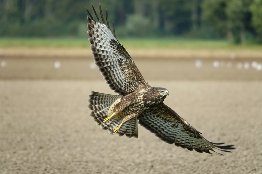 Mäusebussard